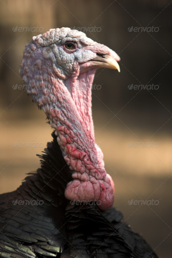 turkey with wrinkled neck. close up portrait