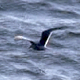 Floating Seagull HD Loop - 268