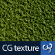 Grass Texture II - 76