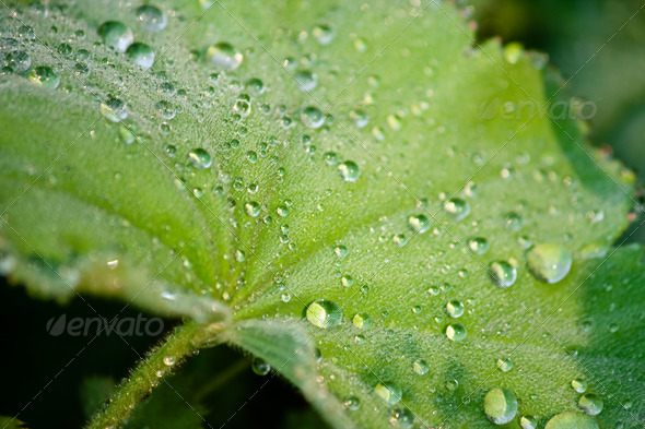 Close-up of a leaf with dew