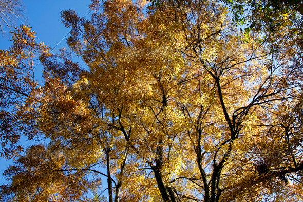 Trees with orange and brown leaves in autumn