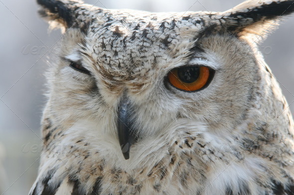 owl bird head - Stock Photo - Images