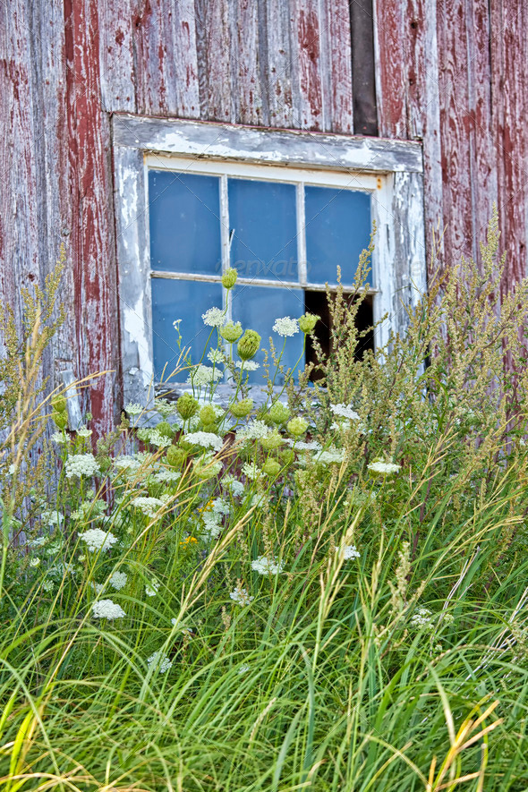Queen Anne’s Lace, grass and weeds along the side of an old barn with a broken window.