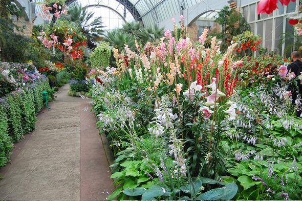 Flowers at greenhouse