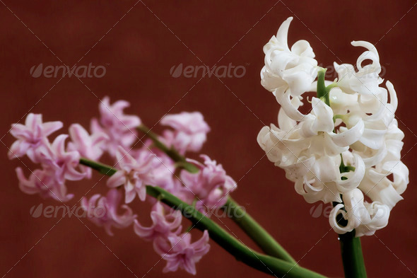 White and pink hyacinths