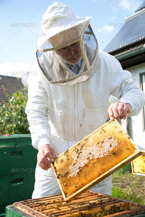 Beekeeper caring for bee colony