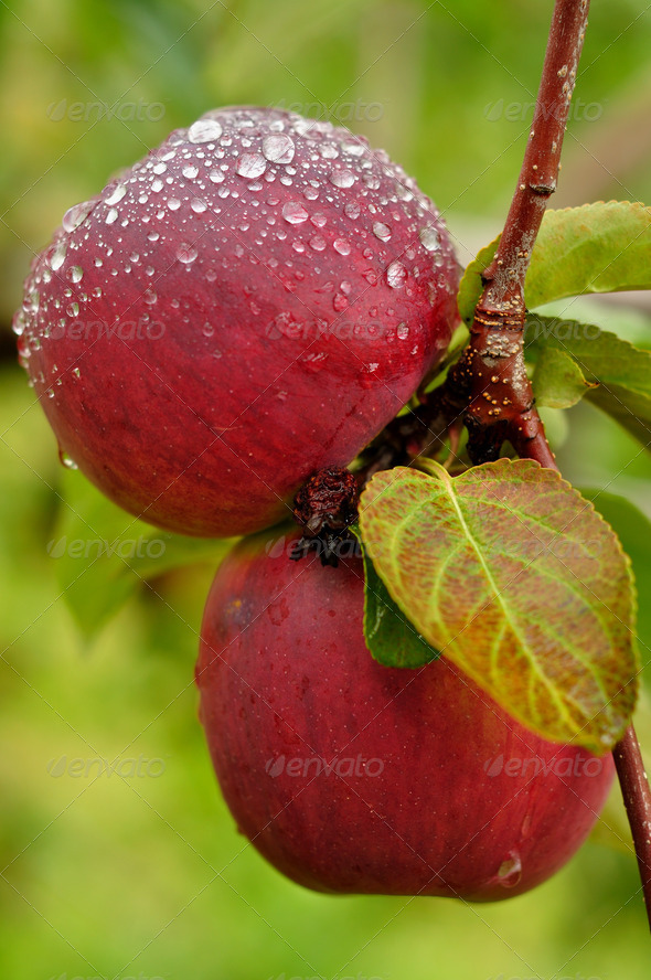 Apples with Raindrops