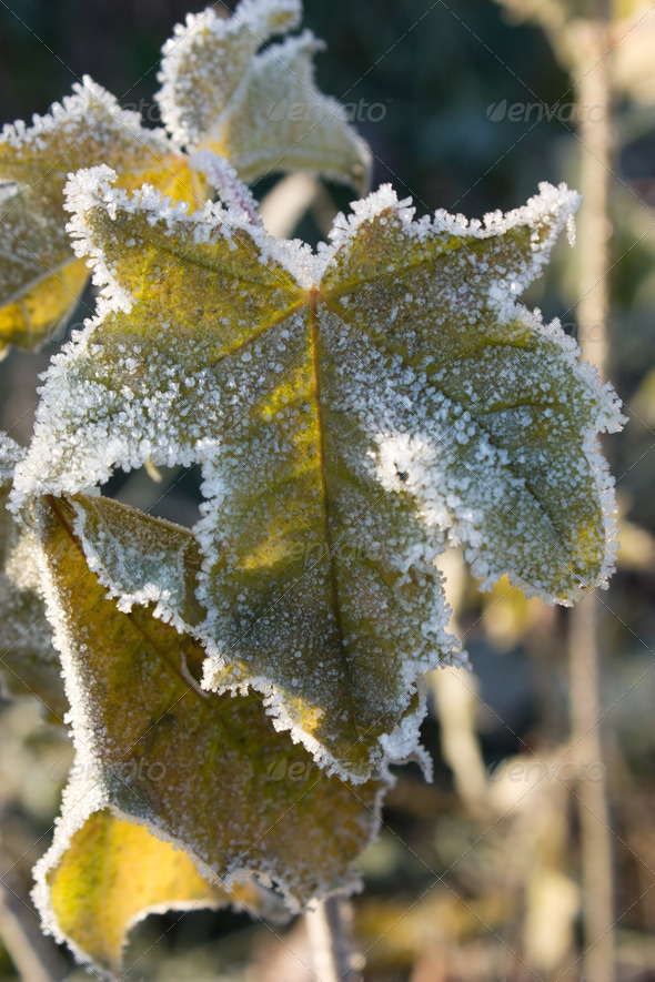Frozen grape leaf