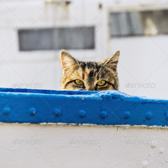 Cat On Board Of Small Fishing Boat