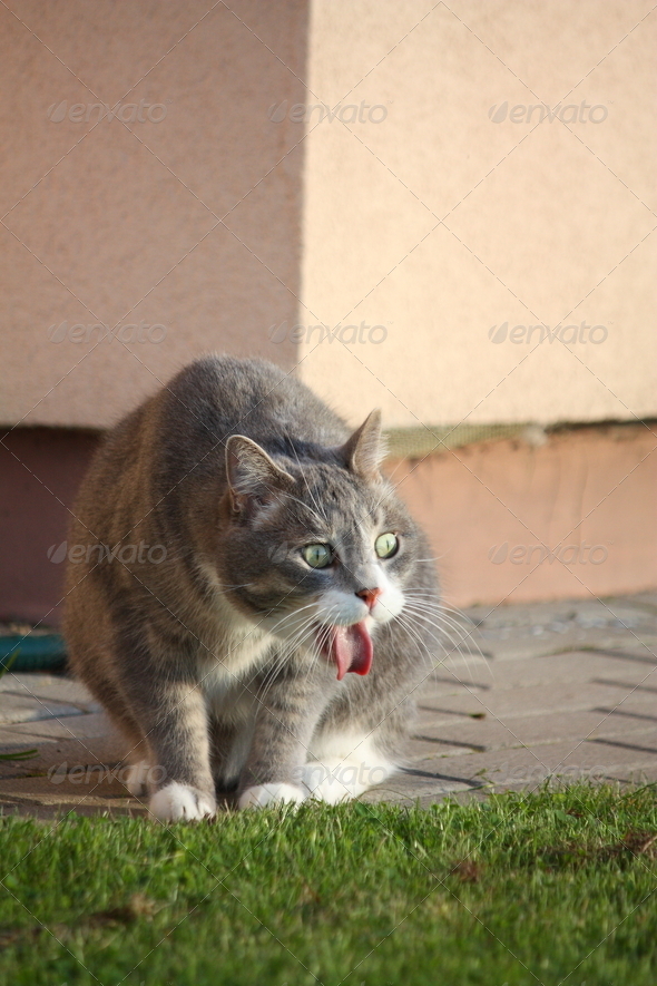 Gray cat spitting at the grass