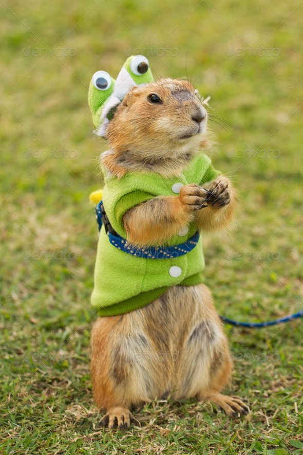 prairie dogs dress up as a green frog standing upright on field