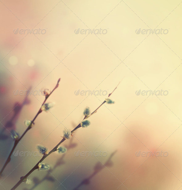 Spring flower background. Floral art border design. Willow flower background