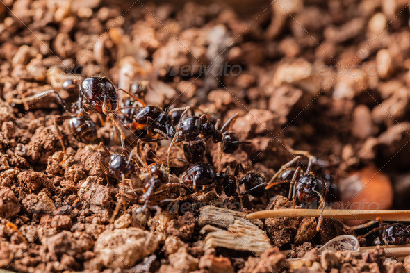 macro shot of some ants working together