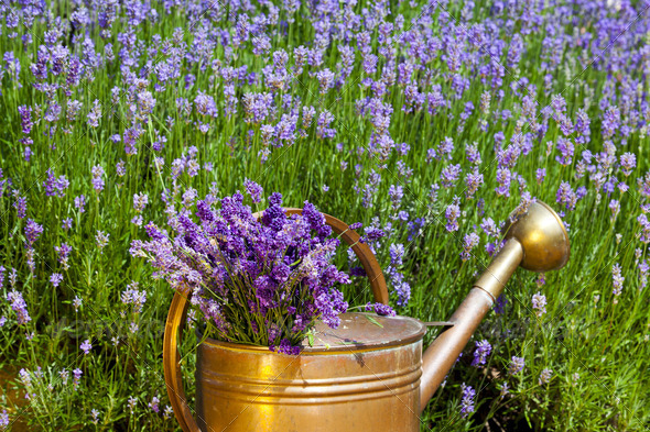 Copper watering can with lavender stands in front of lavender flowers