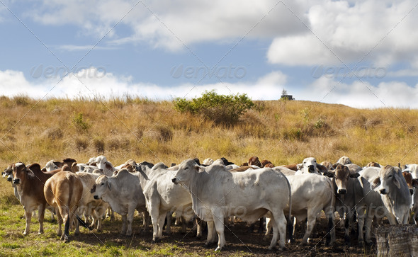 Herd of Brahman Cattle