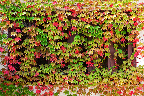 Window autumn clambering plant
