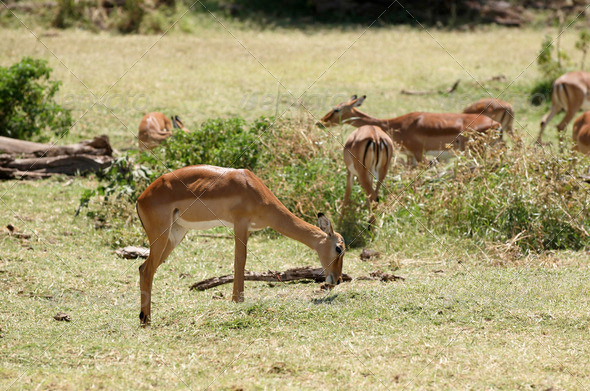 Impala - medium-sized African antelope.