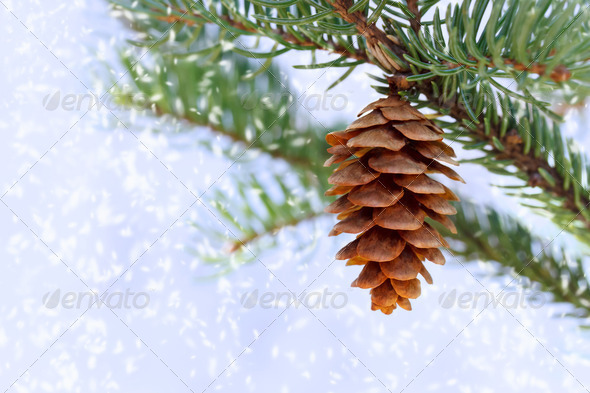 Pine cone with snow