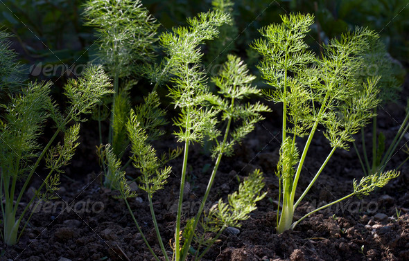 Young fennel