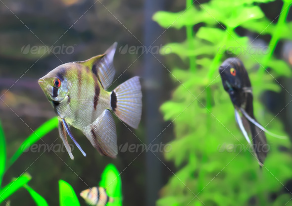 Aquarium Fish- Black and white Scalare