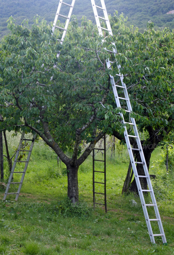 Orchard with aluminum ladder propped to fruit trees during harve
