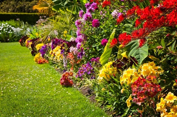 Colorful garden flowers