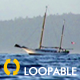 Floating Seagull HD Loop - 47